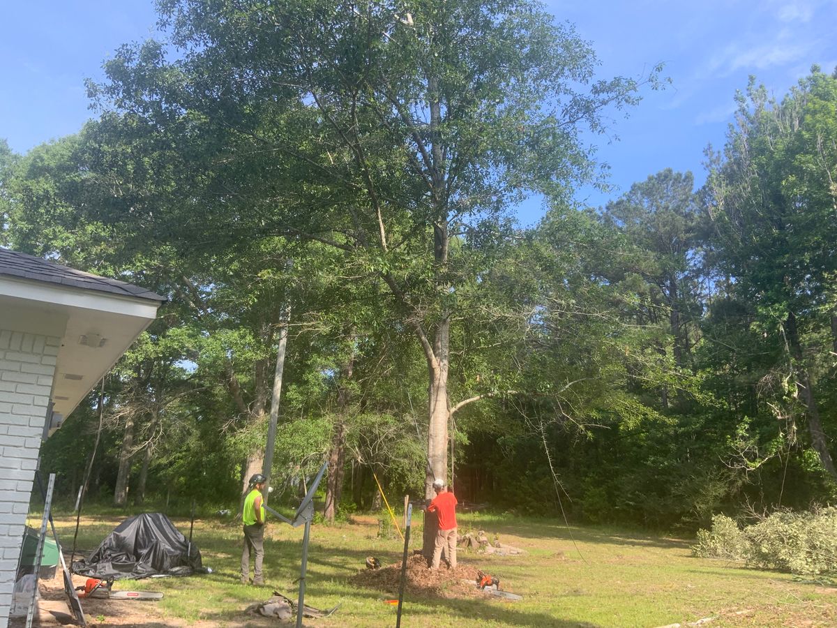 Tree Services for Broadway & McMullen Construction in Hattiesburg, MS