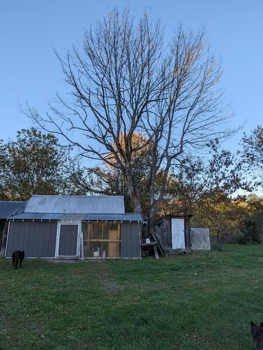 Tree Removal for T's Trees in Albany, NY