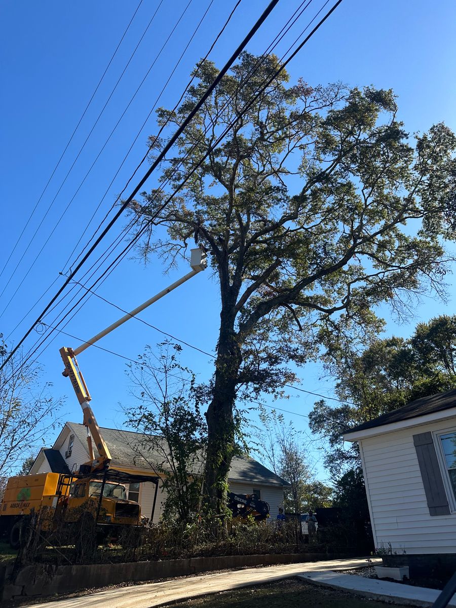 Tree Removal for ArborMax in Thomaston, GA