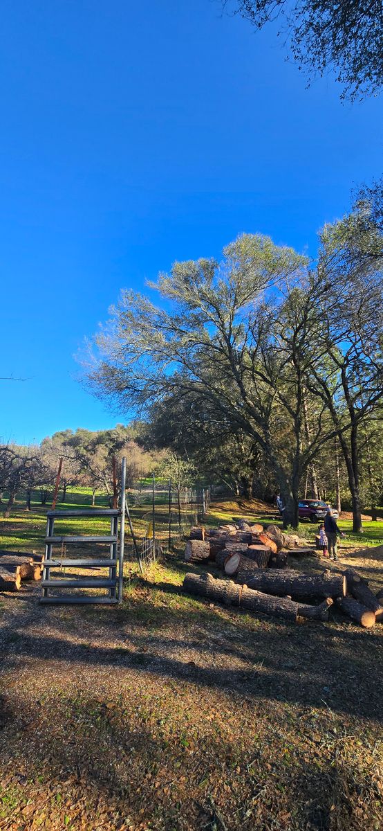 Storm Damage for George Staddan's Professional Tree Care in Placerville, CA