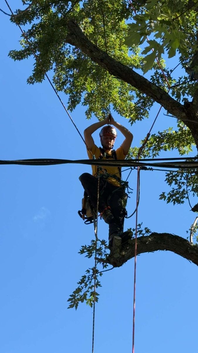 Tree Removal for T's Trees in Albany, NY