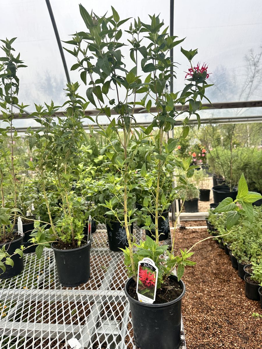 Landscape Installation for Atlas Land Design in Creekside Park, TX