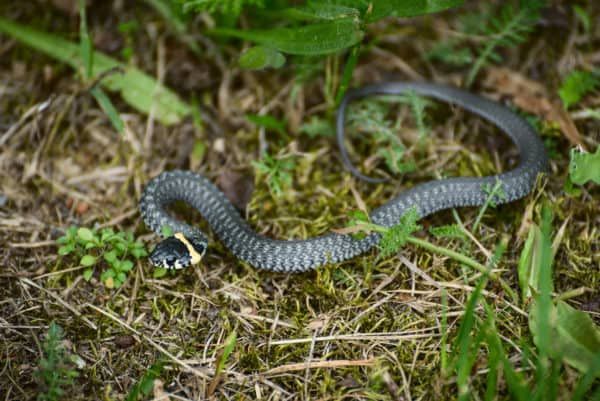 Snake Control for Magnolia Wildlife Solutions  in  Collierville, TN