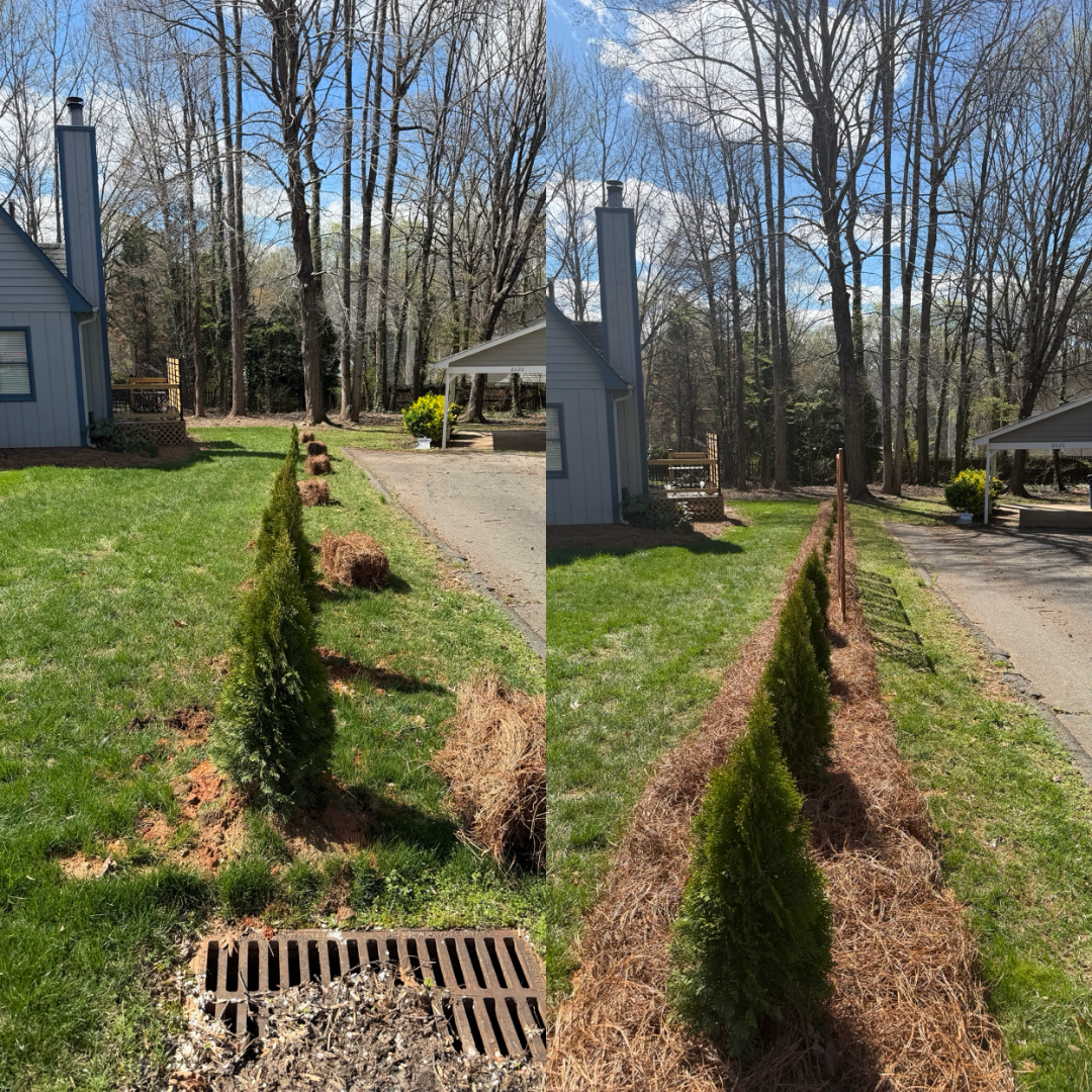 Mulching and pine needling for Holloway Yard Company in Winston-Salem, NC