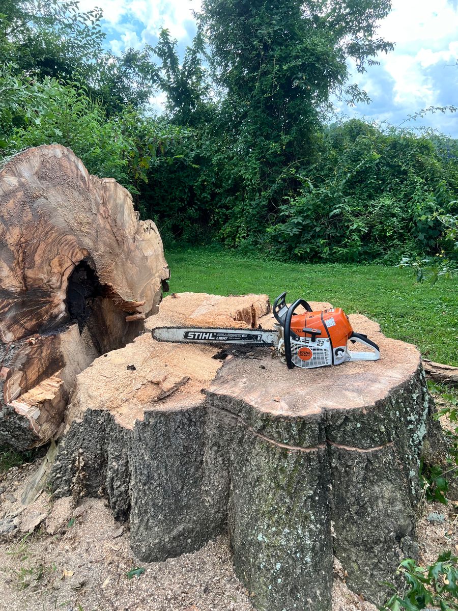 Tree Trimming for Kadin’s Tree Service in North Vernon, IN