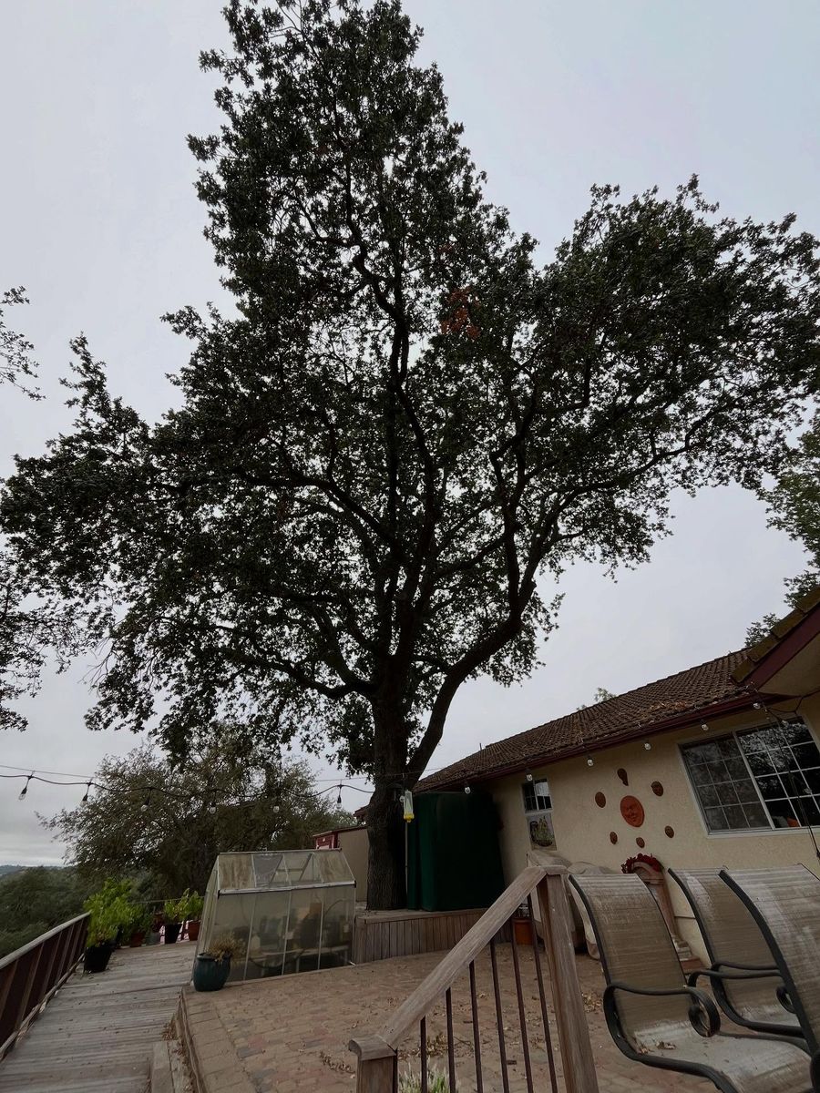 Tree Removal for A1 Junk & Tree Solutions, LLC in Paso Robles, CA