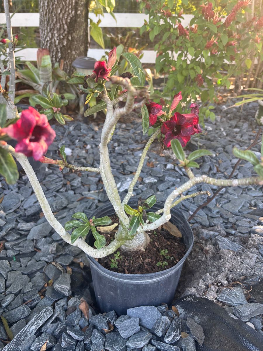 Plant Installation for Lawn Caring Guys in Cape Coral, FL