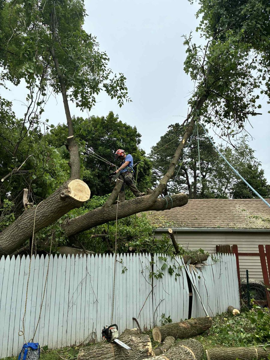 Tree Pruning for T's Trees in Albany, NY