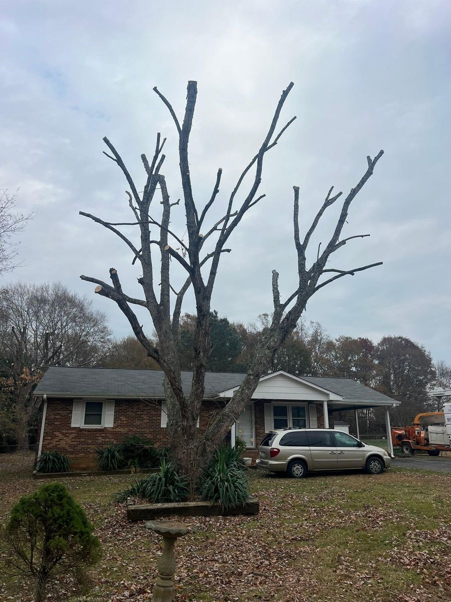 Fall Clean Up for Brooks Tree Service, LLC in Casar, NC