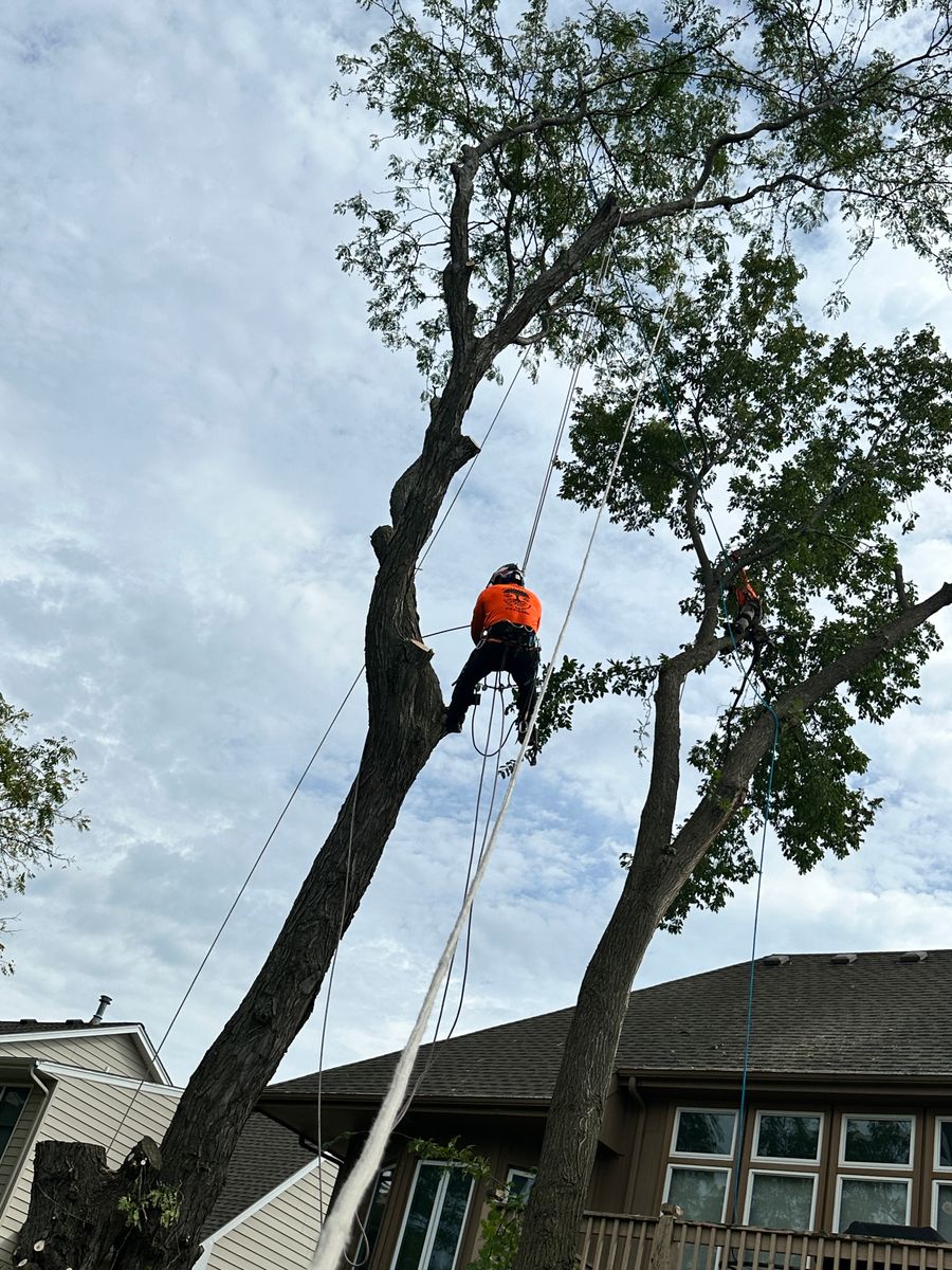 Tree Trimming for Cross Family Tree Service in Kearney, MO
