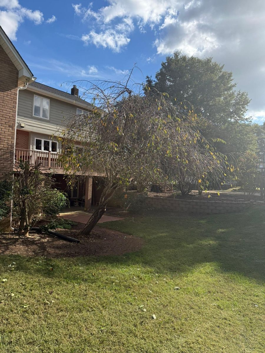 Fall Clean Up for Brooks Tree Service, LLC in Casar, NC