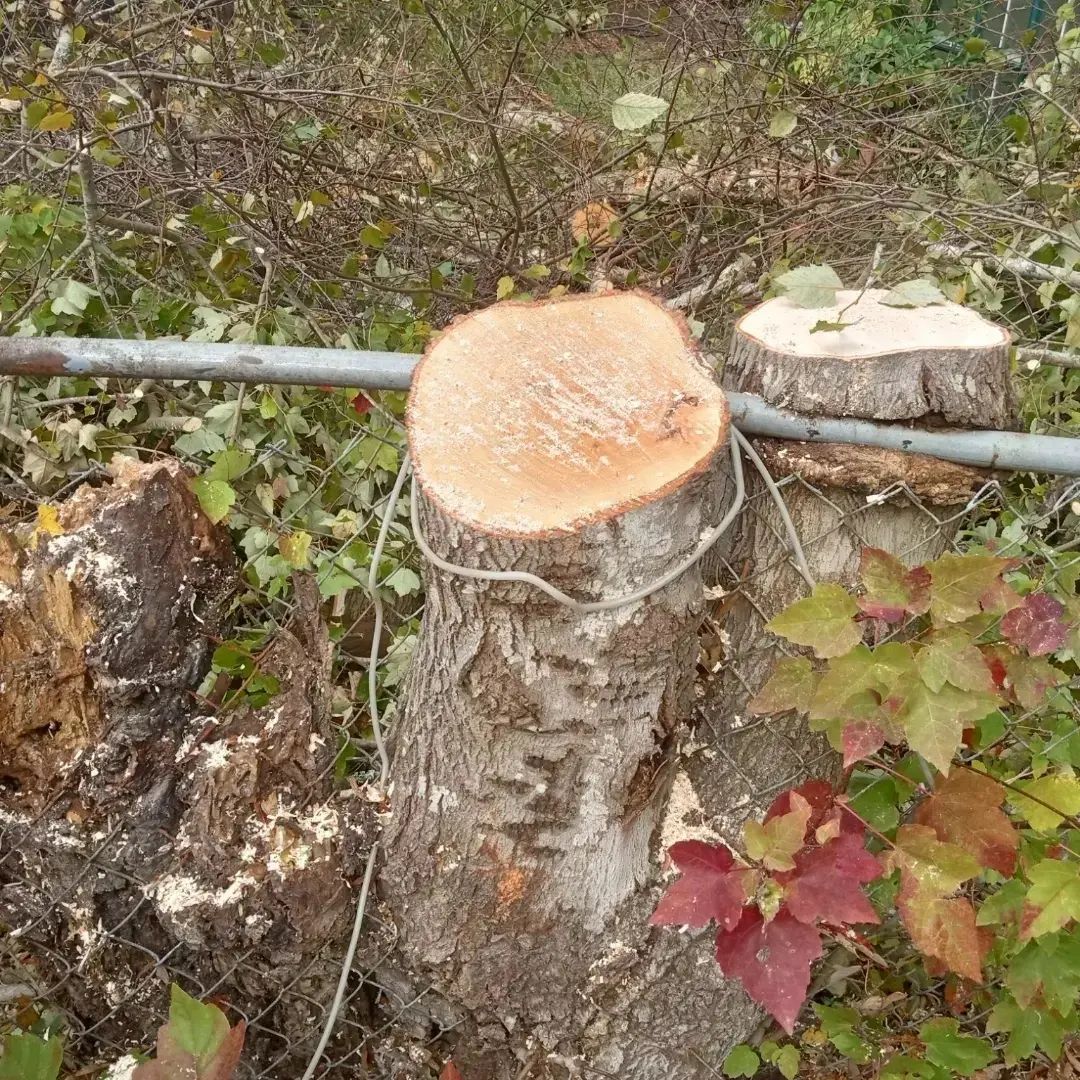 Tree trimming for Carolina Pros in Goose Creek, SC