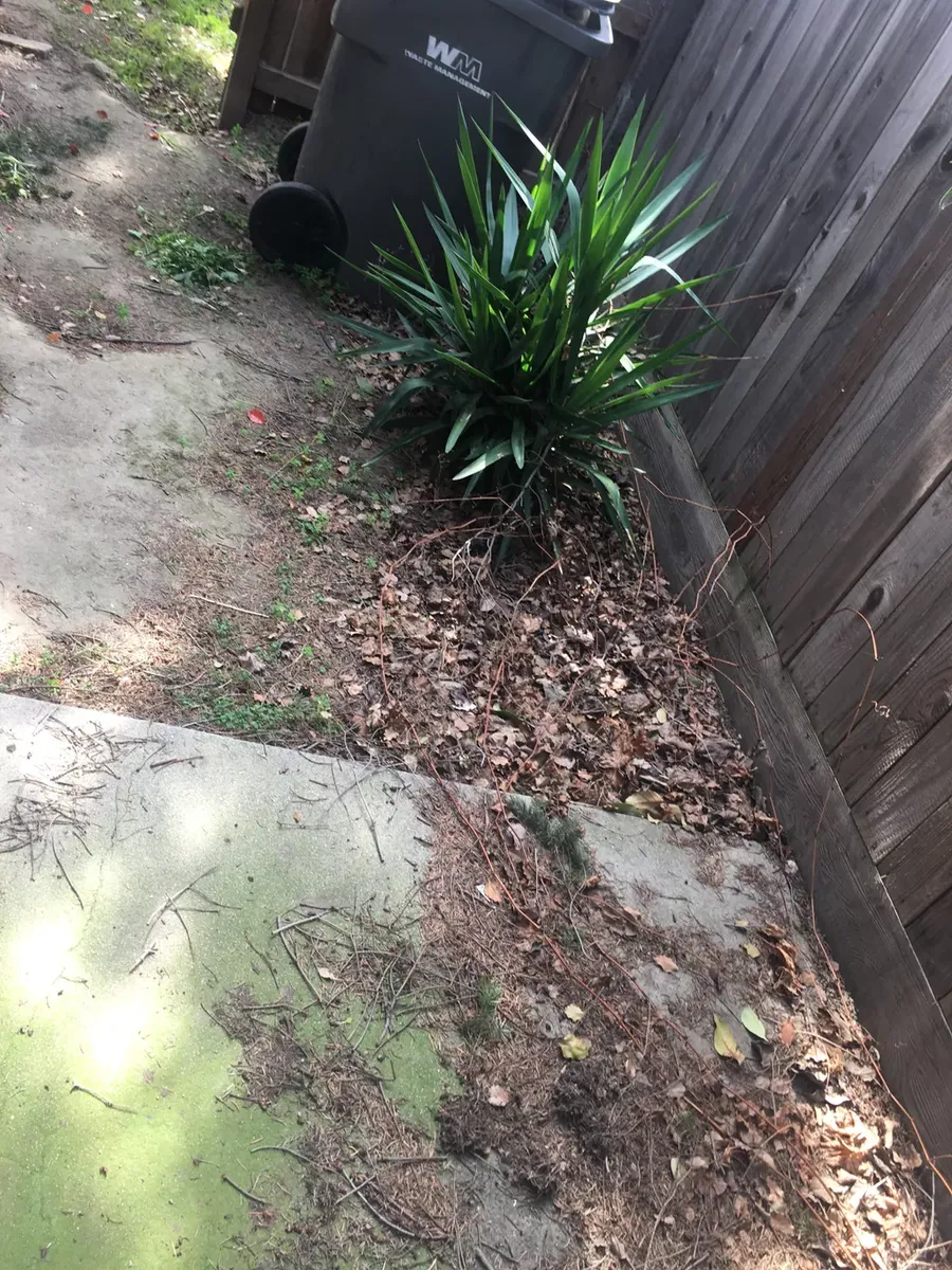 Fall Leaf Clean Up for AG Landscaping in Lodi, CA