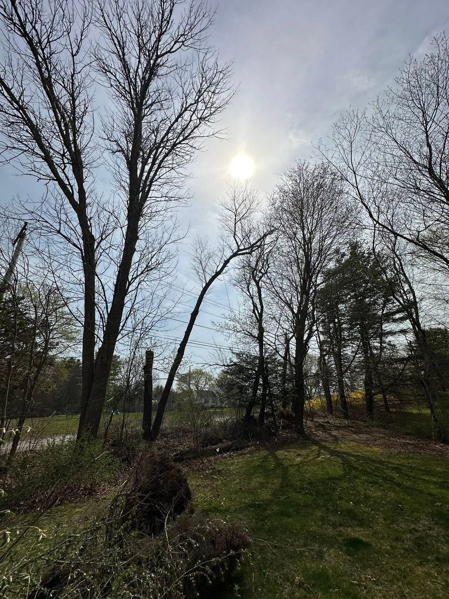 Shrub Trimming for Silver City Tree and Landscape in Taunton, MA