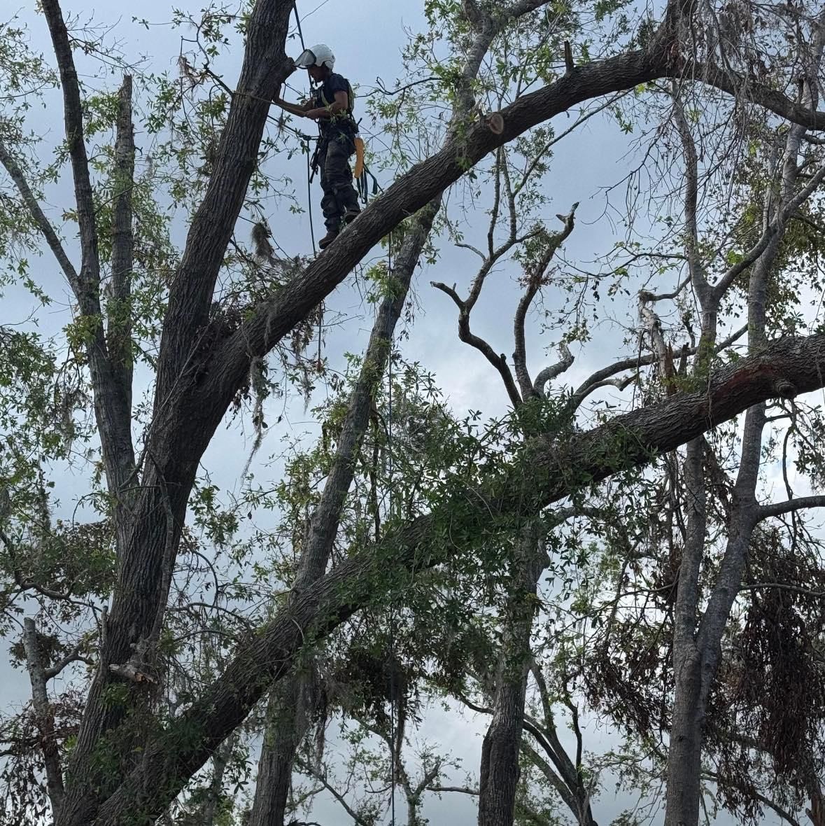 Tree Removal for Elevated Tree Care in Gillette, WY