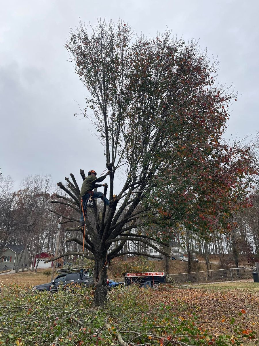 Tree Trimming for Cassidy Tree Care in Santa Fe, TN