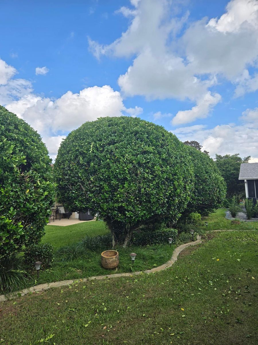 Shrub Bush and Ornamental Tree Trimming for TopNotch Landscaping Services  in The Villages, FL