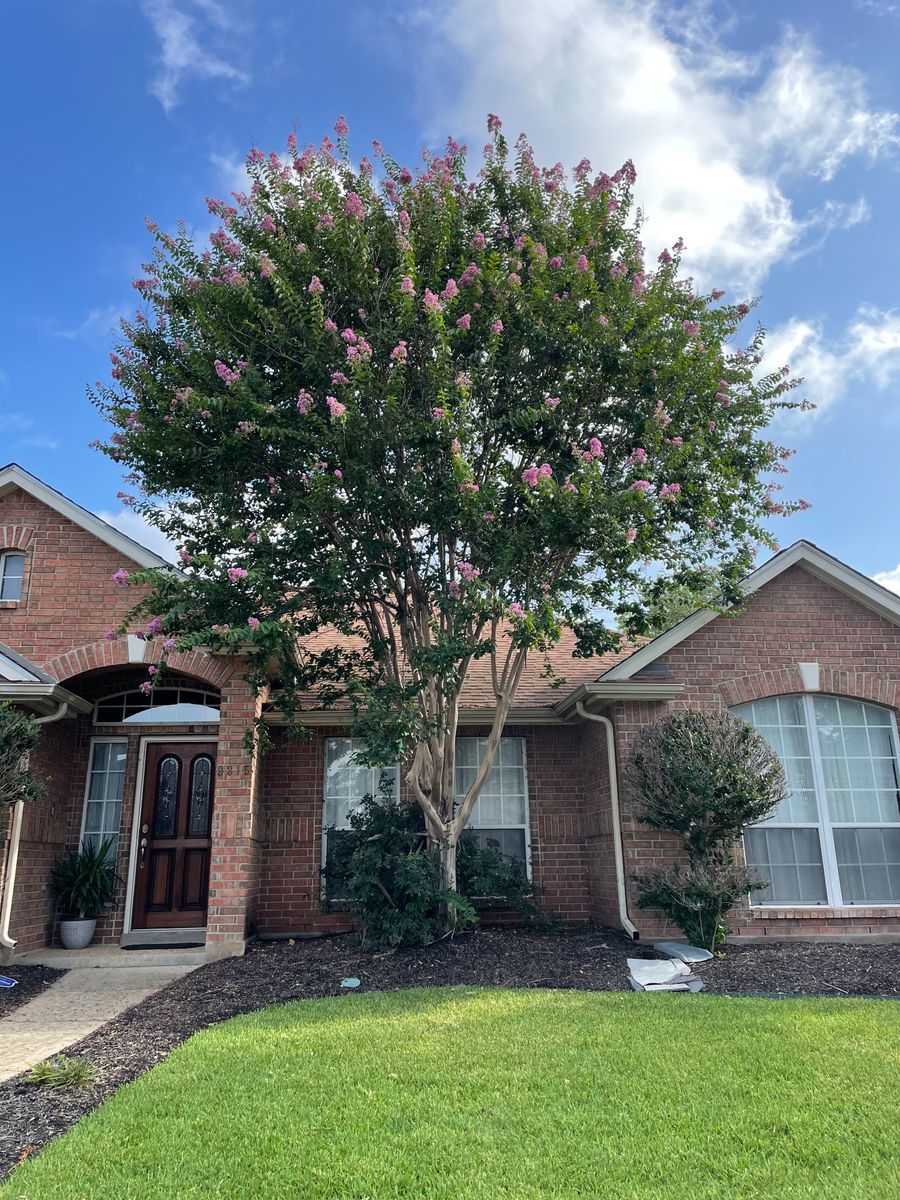 Tree Trimming for Z’s Trees LLC in Grey Forest, TX