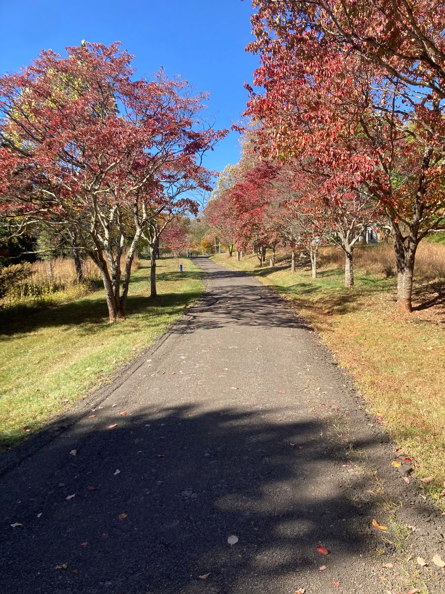 Landscaping for 9999 Building and Renovation LLC in Warrenton, VA