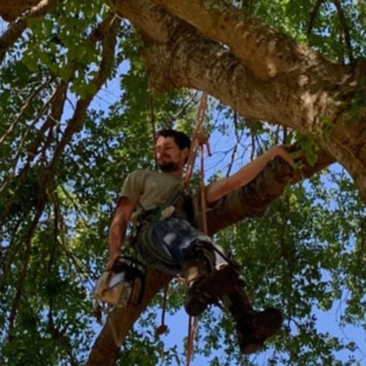 Tree Trimming for Randall Gary’s Tree Service in Big Sandy, TX