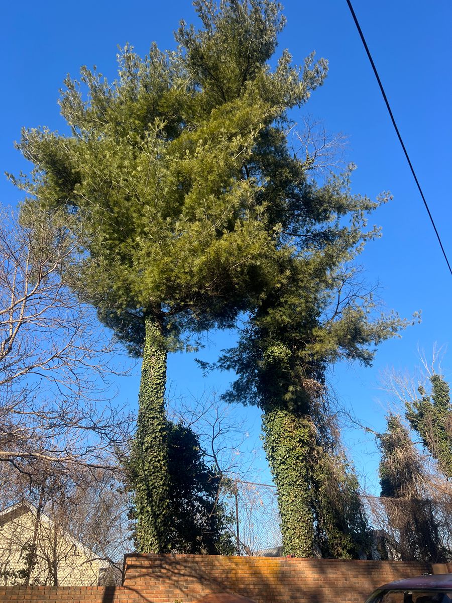 Hazard Trees for Ground To Sky Tree Care in Asheville, North Carolina