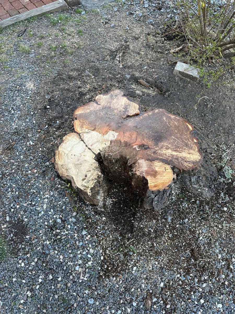 Tree Removal for All American Tree Services LLC in Dallas, PA