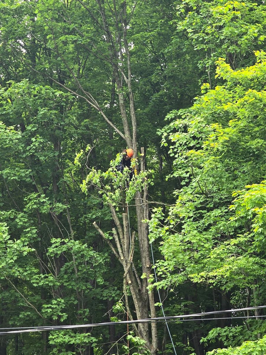 Tree Trimming for Licensed to Cut in Athens, PA