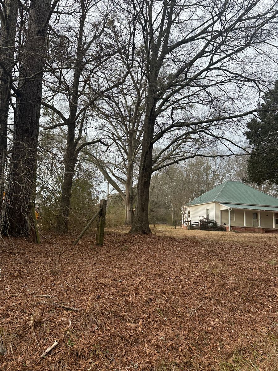 Tree Trimming for ArborMax in Thomaston, GA