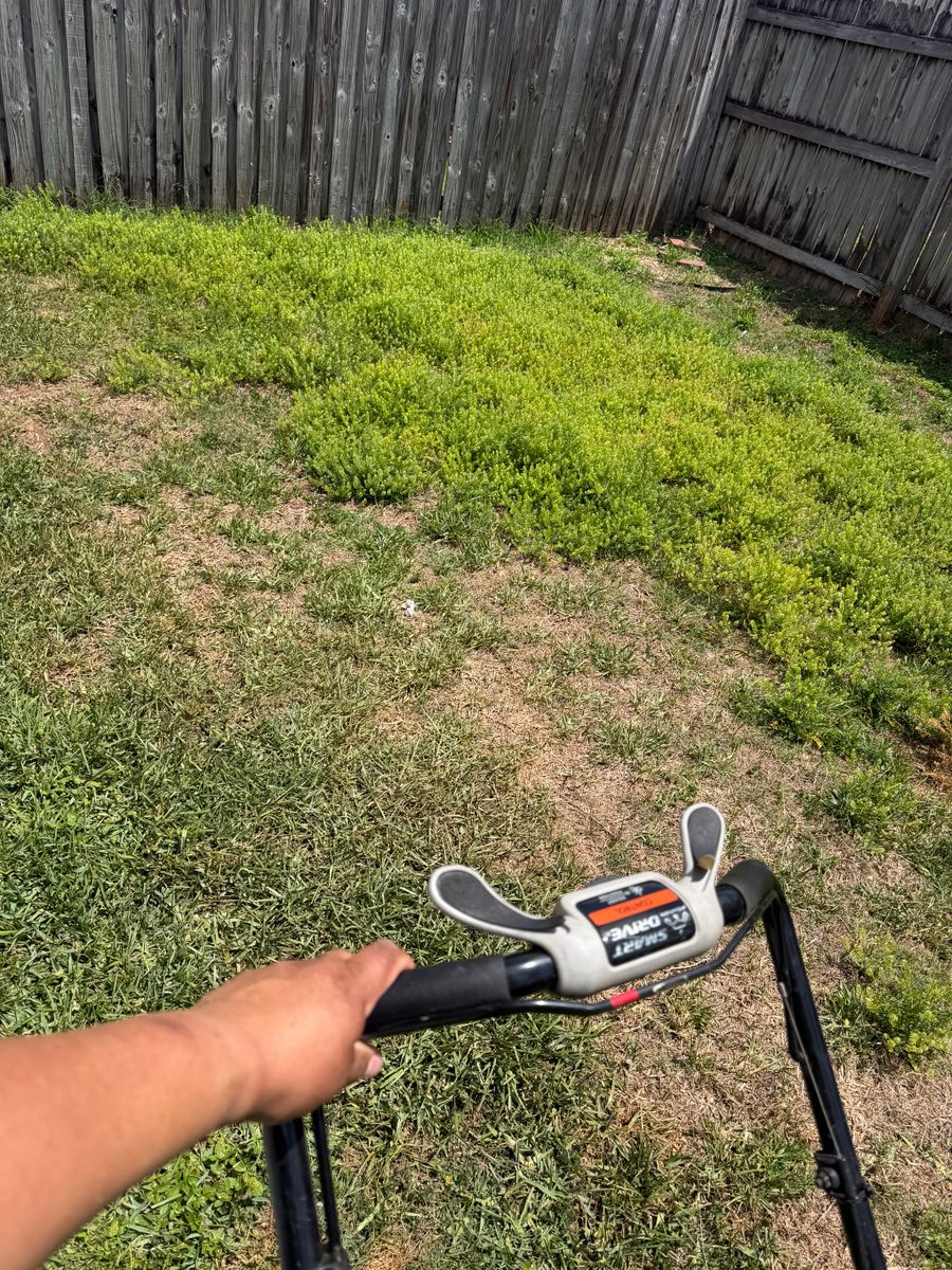 Lawn Maintenance for The Yardman in Tampa, FL