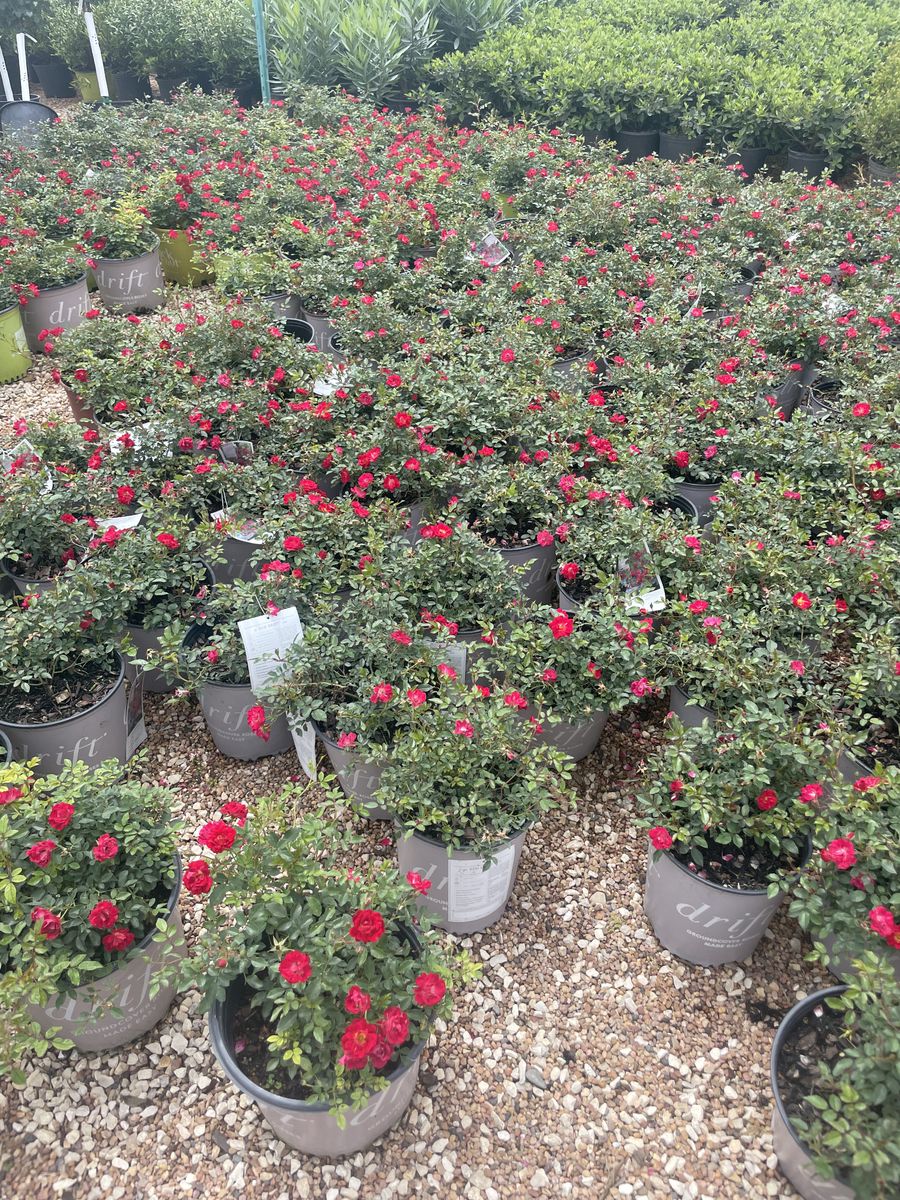 Landscape Installation for Atlas Land Design in Creekside Park, TX