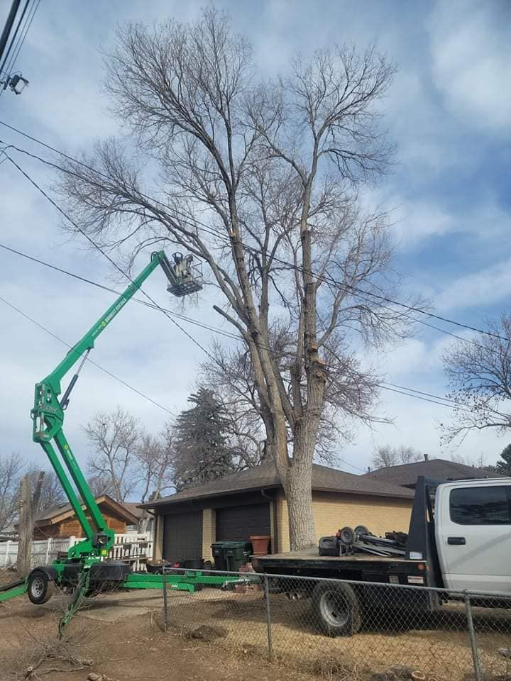 Tree Trimming for Sloan Tree Service in Aurora, CO
