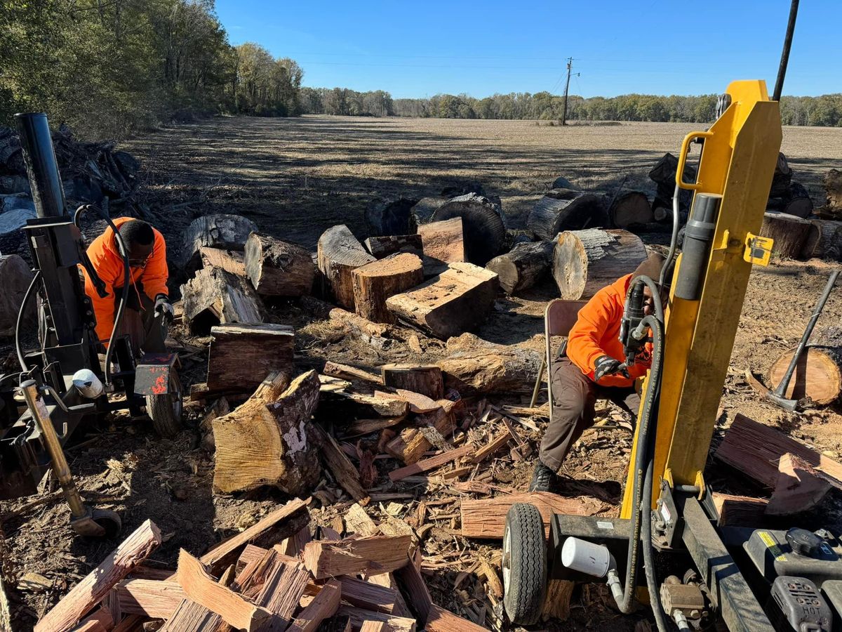 Firewood for Action Tree & Debris Removal in Jackson,  MS