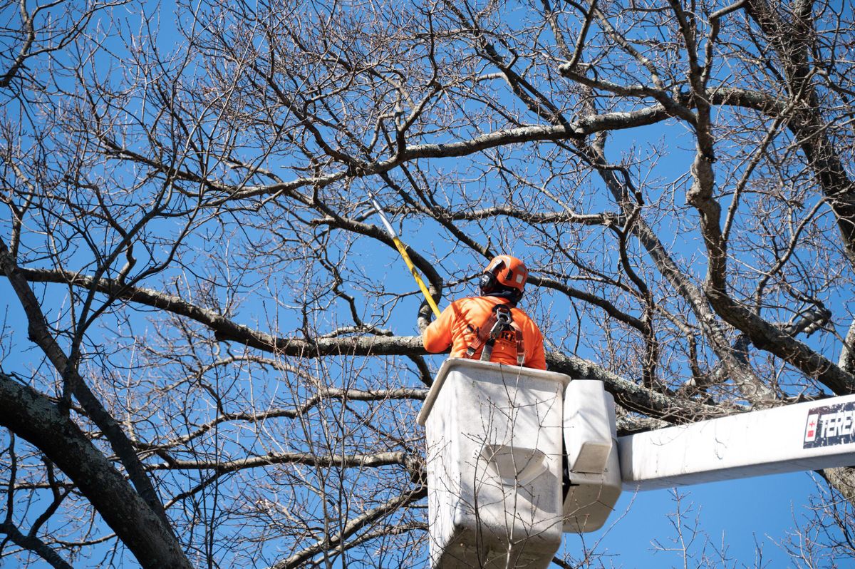 Tree Trimming for O'Donnell Tree and Handyman Services in Pine Ridge, FL