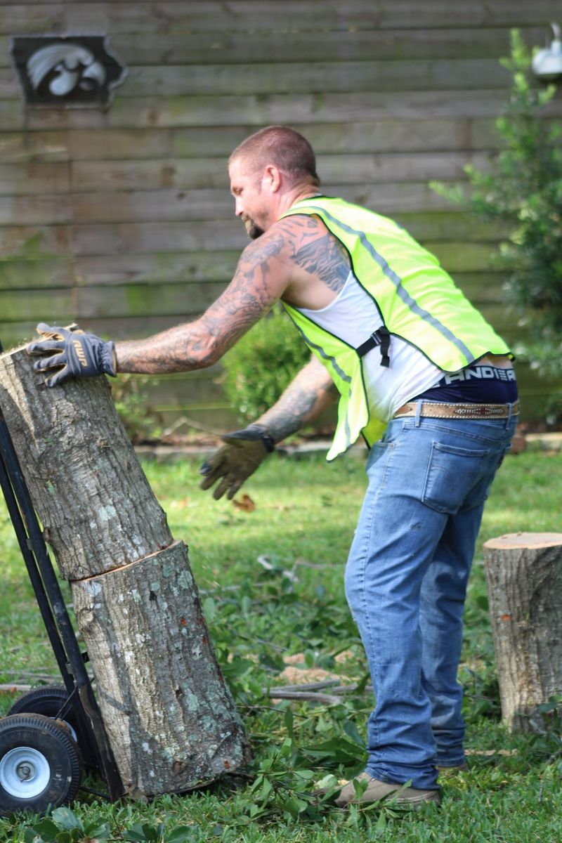 High Risk Tree Removal for American Tree Masters in Alvin, TX