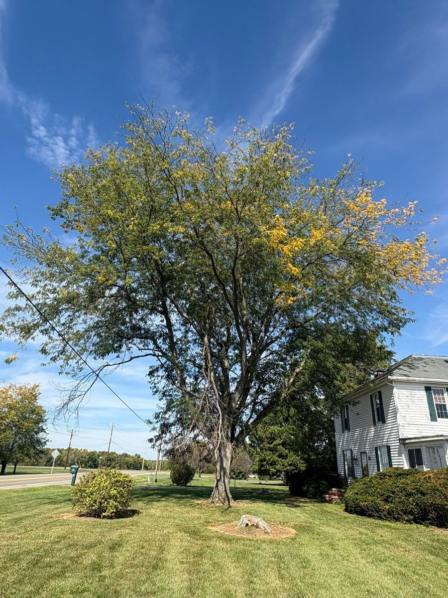 Tree Trimming for Dig-It Tree Company in Mason, OH