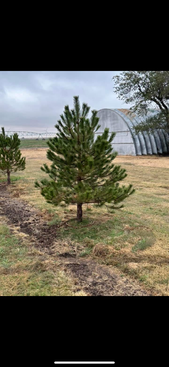 Tree Installations for R&J Hydromulch in Booker, TX