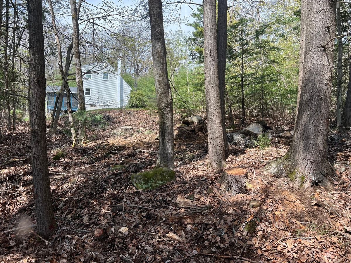 Forest Thinning for Abair Tree Service in Weare, NH