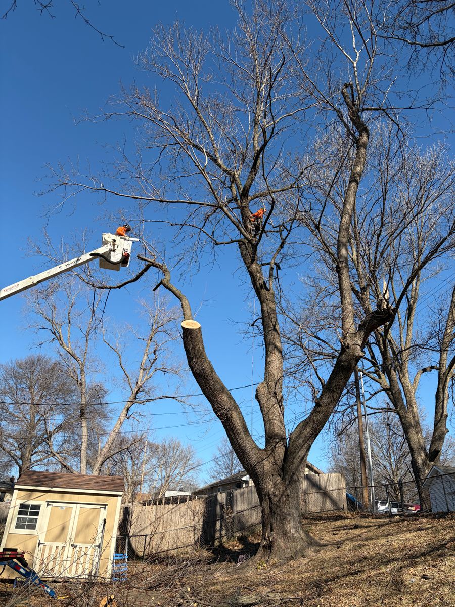 Tree Trimming for Cross Family Tree Service in Kearney, MO