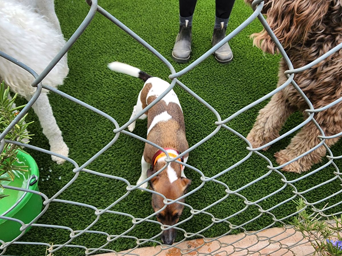 Artificial Turf For Pets for Elite Turfs in Concord, NC