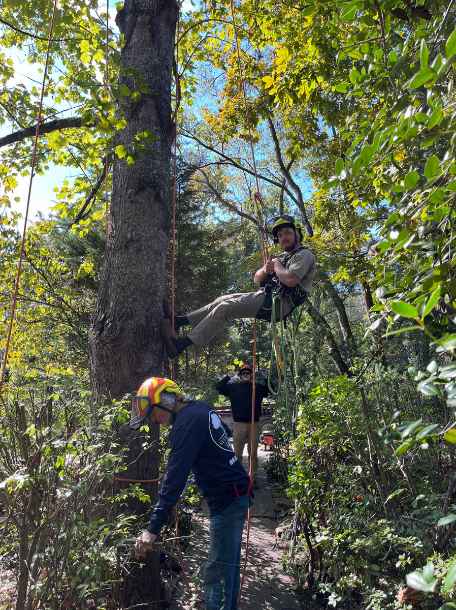 Spring Clean up  for Settle Tree Services in Knoxville, TN