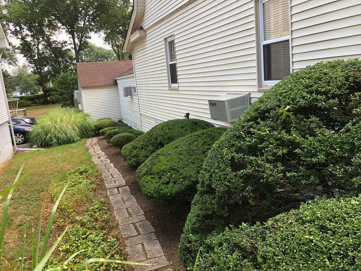 Shrub Trimming for Castro Landscaping in Orange, NJ