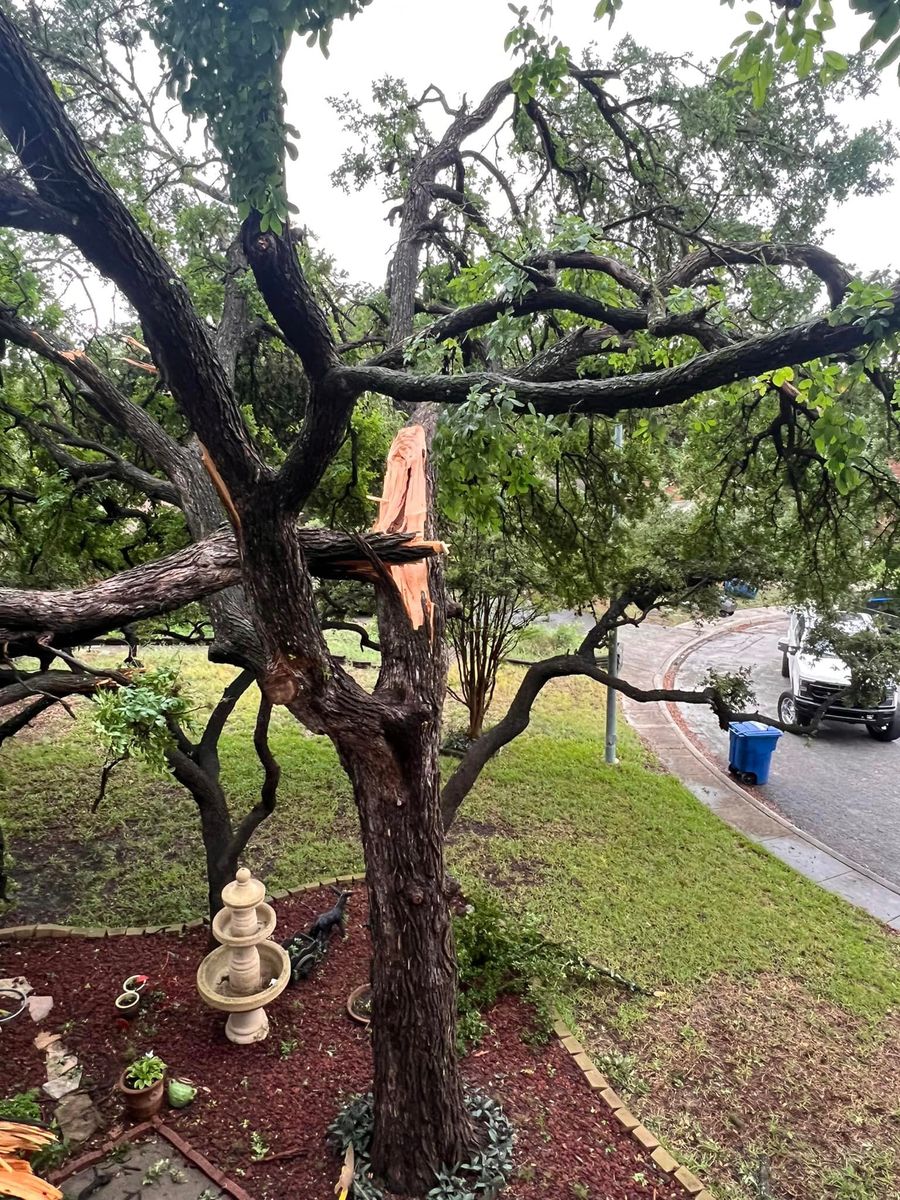 Tree Removal for 210 Tree Care in San Antonio, TX