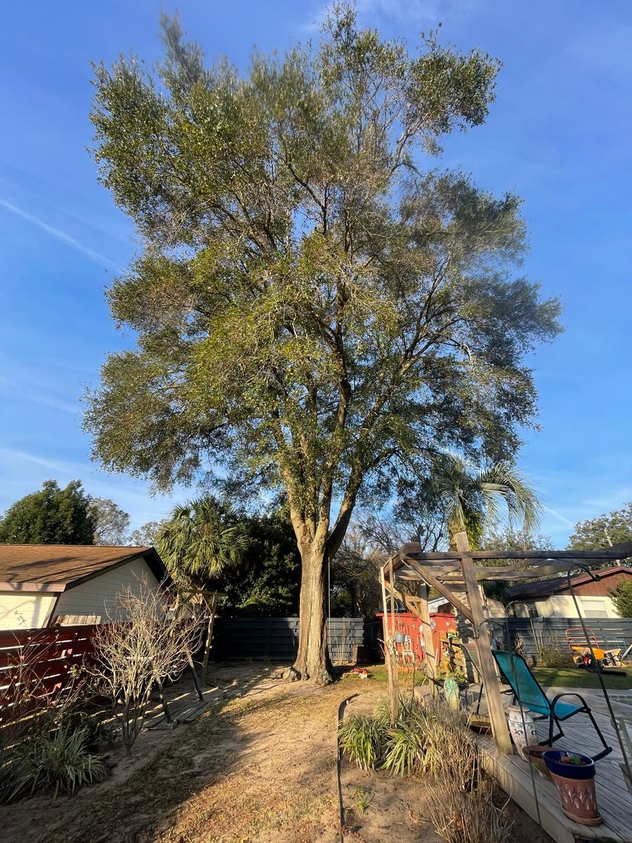 Tree Inspections for Mr. Timber in Ocala, FL