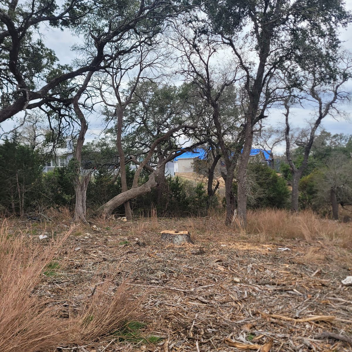 Tree Trimming/Removal for Hunter Group Contracting in San Antonio, TX