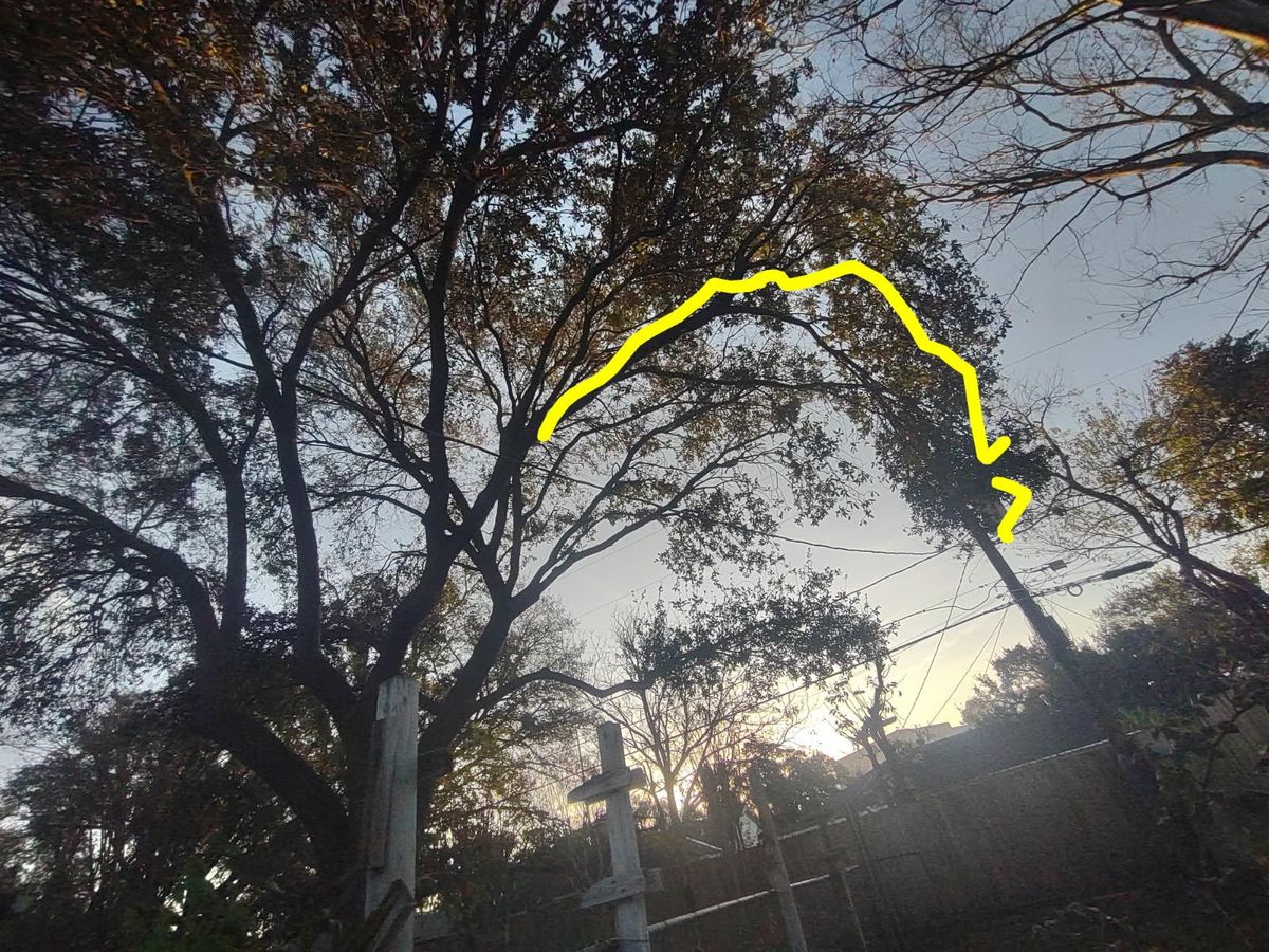 Tree Trimming for Servin's Tree Care  in Houston, TX