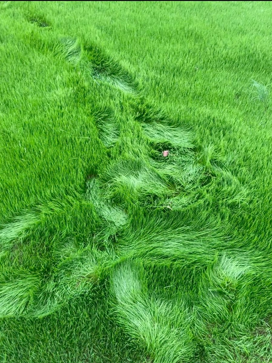 Lawn Mowing 🚜 for Solid Ground Outdoor Living Solutions in Seaford, DE