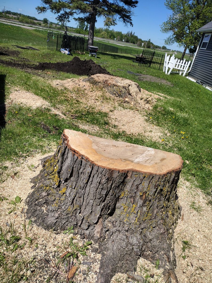 Stump Removal for Dan's tree service in Bemidji, MN