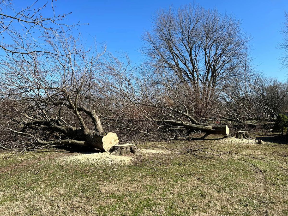 Tree Removal for Dig-It Tree Company in , 