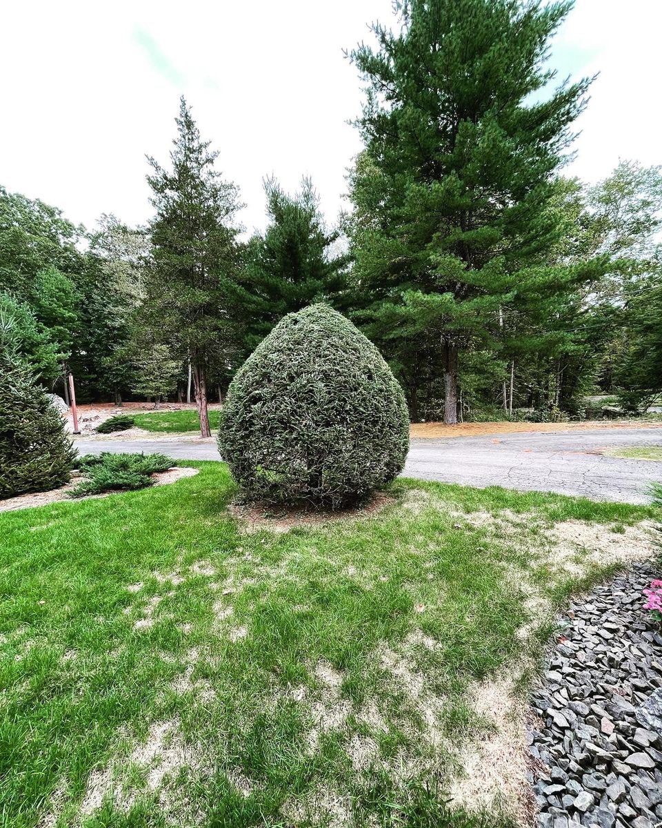 Shrub Trimming for Hennessey Landscaping LLC in Oxford,  CT 