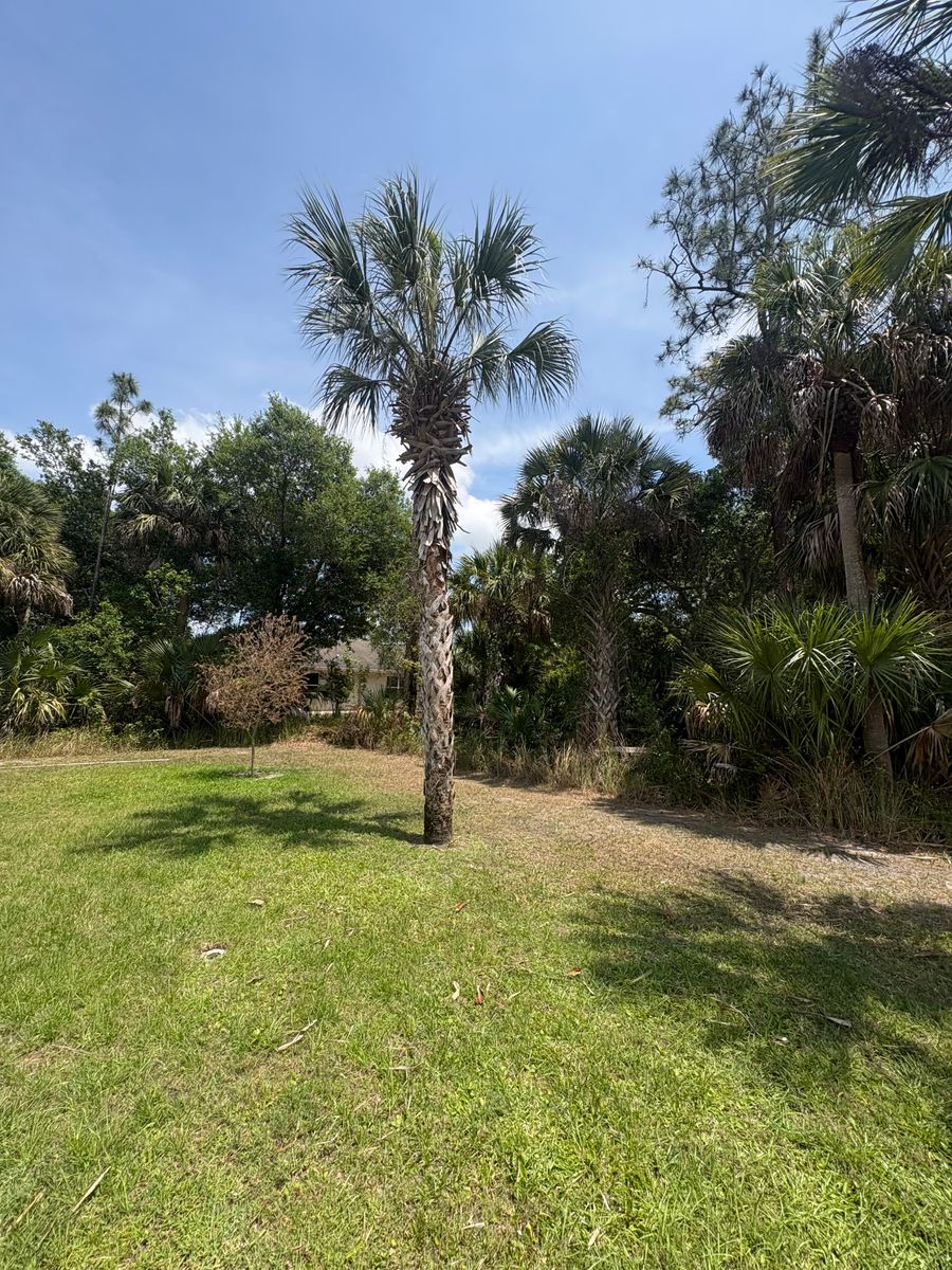 Trimming & Removal for R&R GreenWorks in North Port, FL